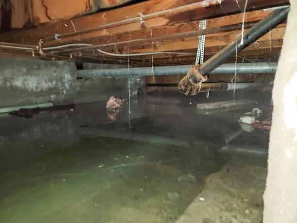 Best Ceiling water damage repair  in Walnut Hill, TN