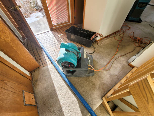 Best Mold removal after water damage  in Walnut Hill, TN