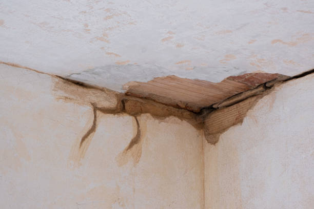 Best Water damage contractors near me  in Walnut Hill, TN