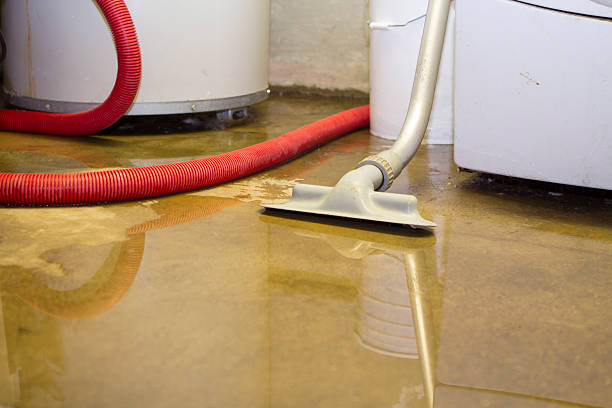 Best Mold removal after water damage  in Walnut Hill, TN