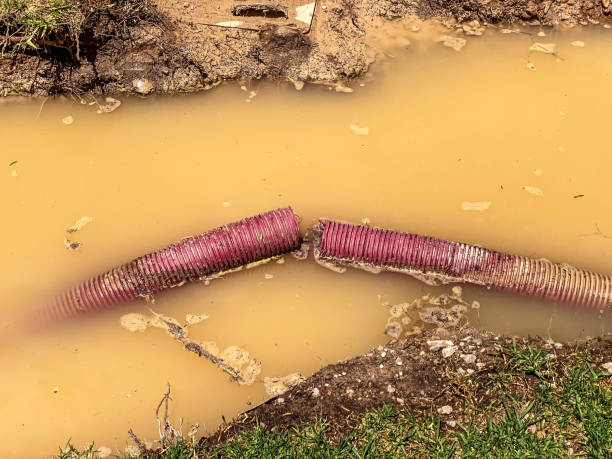 Best Sewage cleanup and water damage restoration  in Walnut Hill, TN
